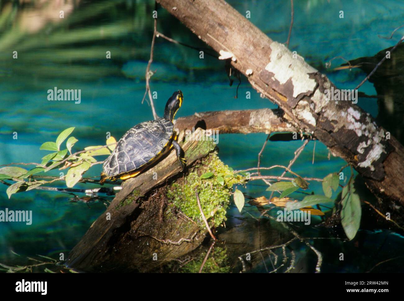 Turtle at Fern Hammock Springs, Juniper Springs Recreation Area, Ocala National Forest, Florida Stock Photo