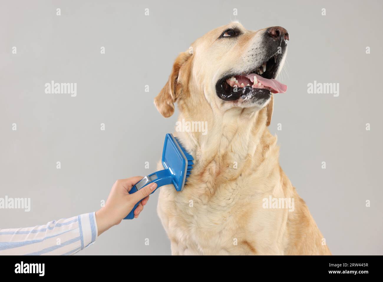 Canine massage hi res stock photography and images Page 3 Alamy