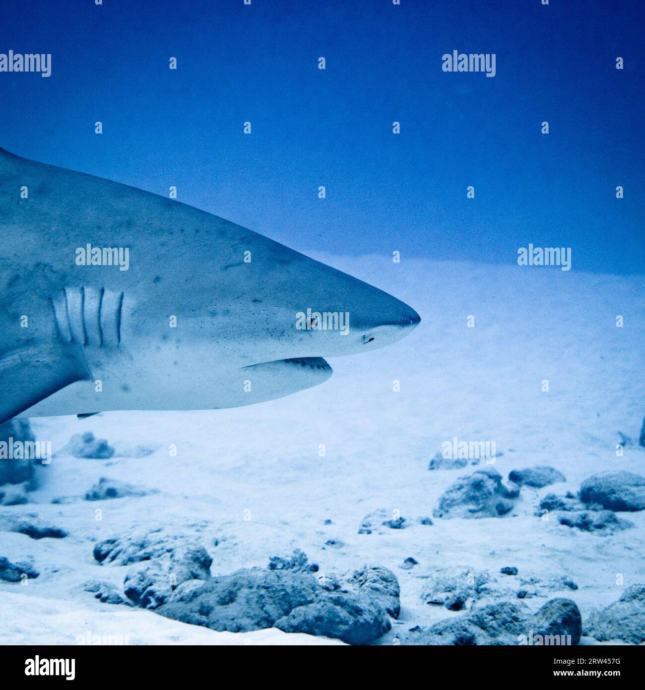Requin Taureau Carcharias Taurus | Un Requin Taureau (Carcharias