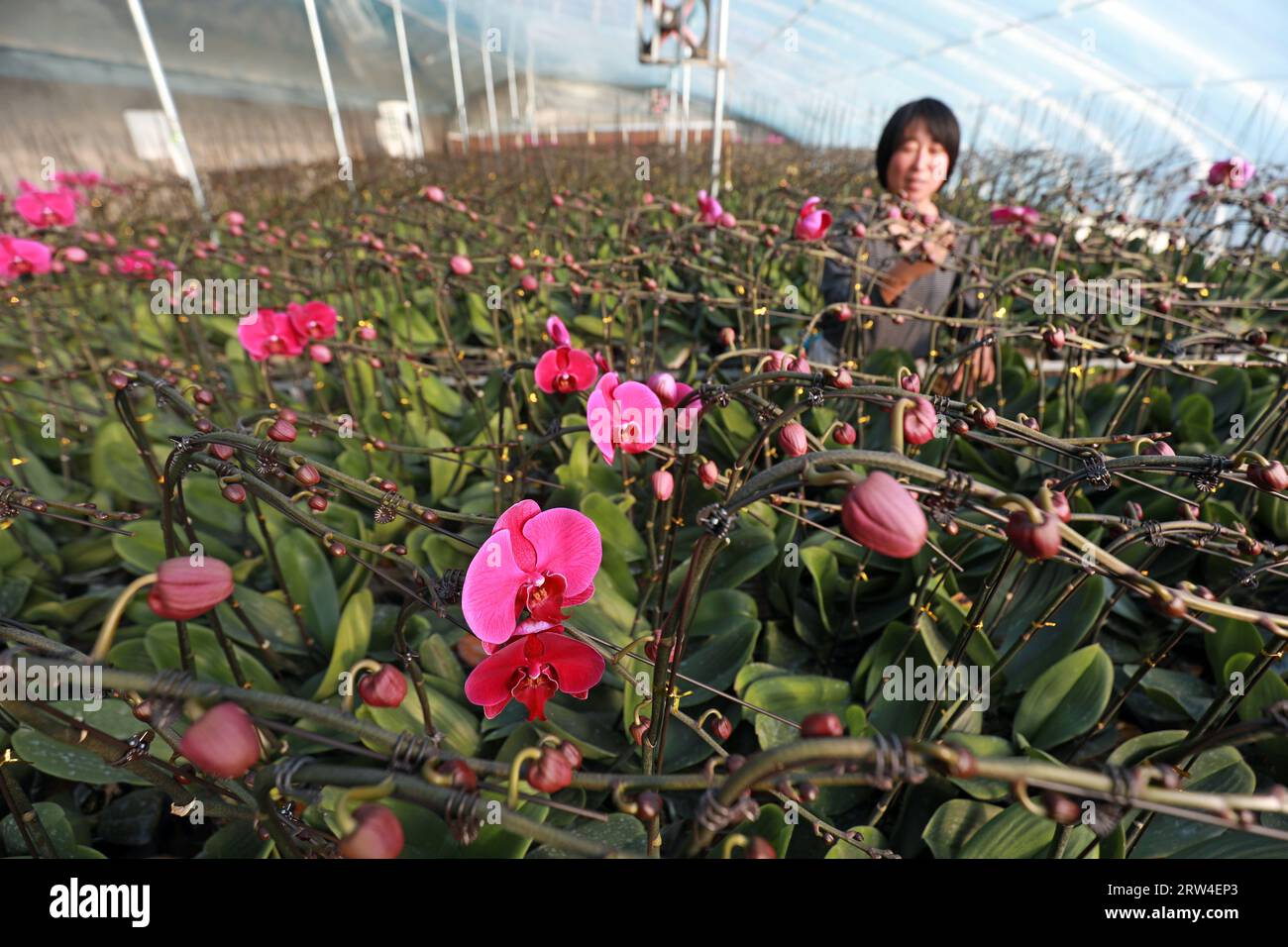 Flower farmers in the management and protection of Phalaenopsis in the