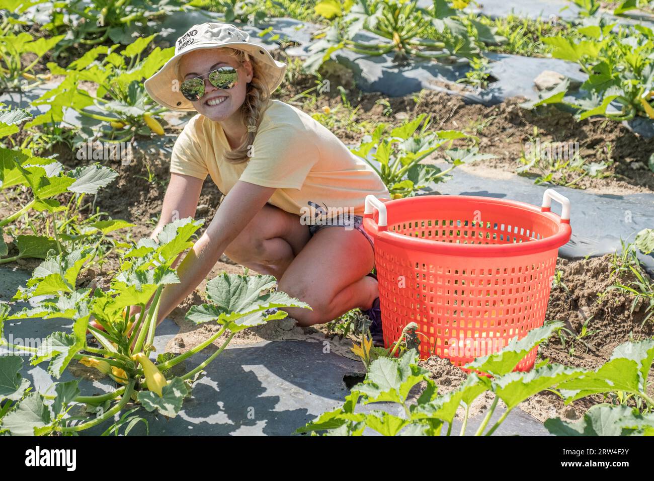 A large garden operated by the Community Harvest Project in North Grafton, MA Stock Photo