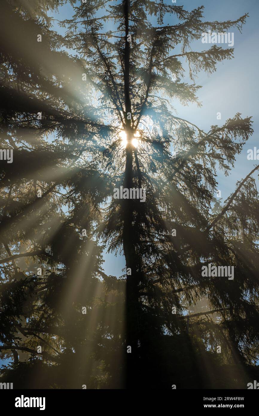 Sunbeam with magic light rays behind a western red cedar tree (Thuja plicata), Tofino, Vancouver Island, Canada. Stock Photo