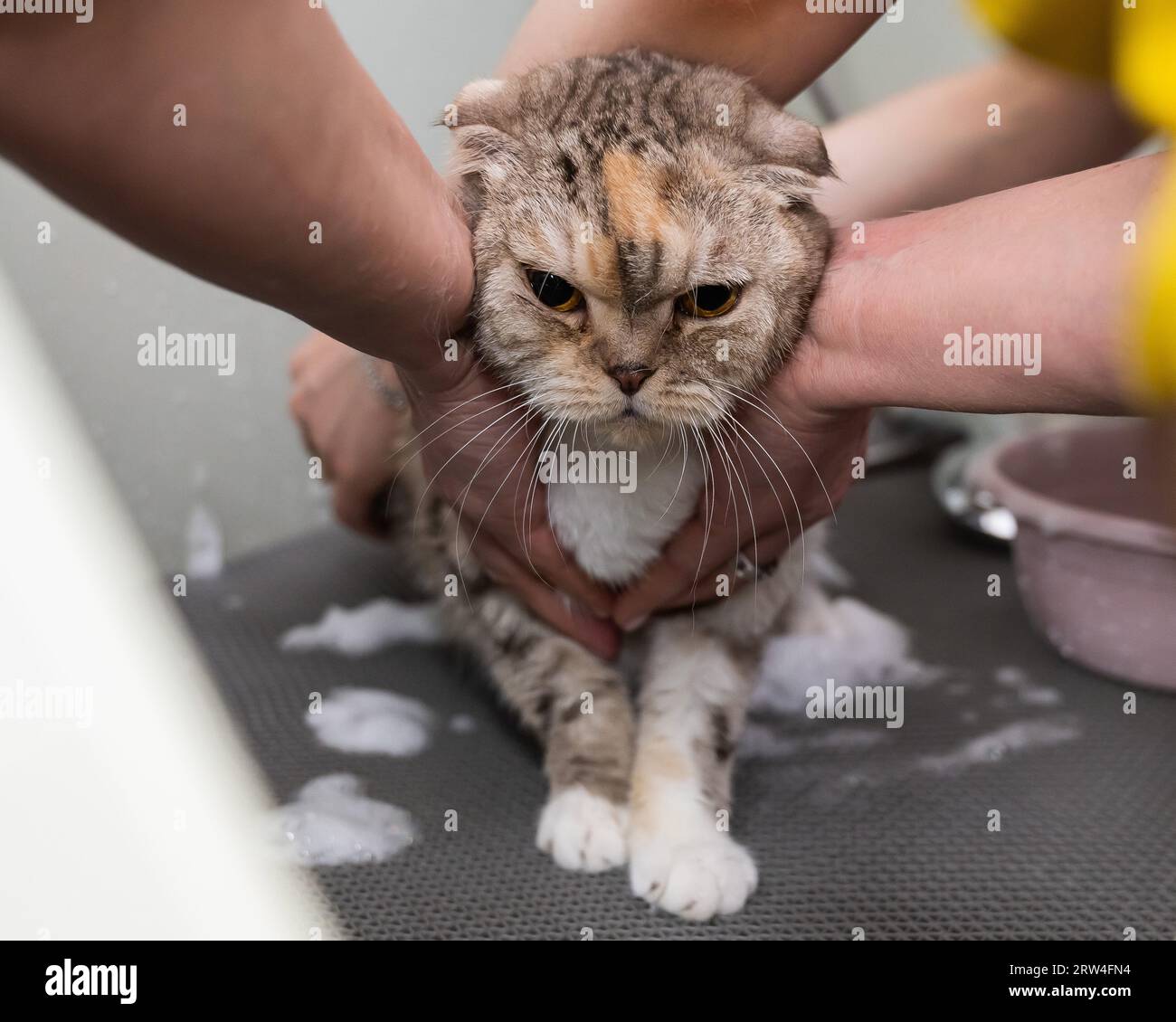 Woman shampooing a tabby gray cat in a grooming salon.  Stock Photo