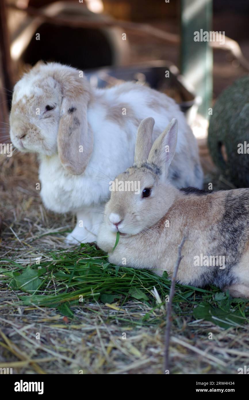 Free range outdoor rabbits top