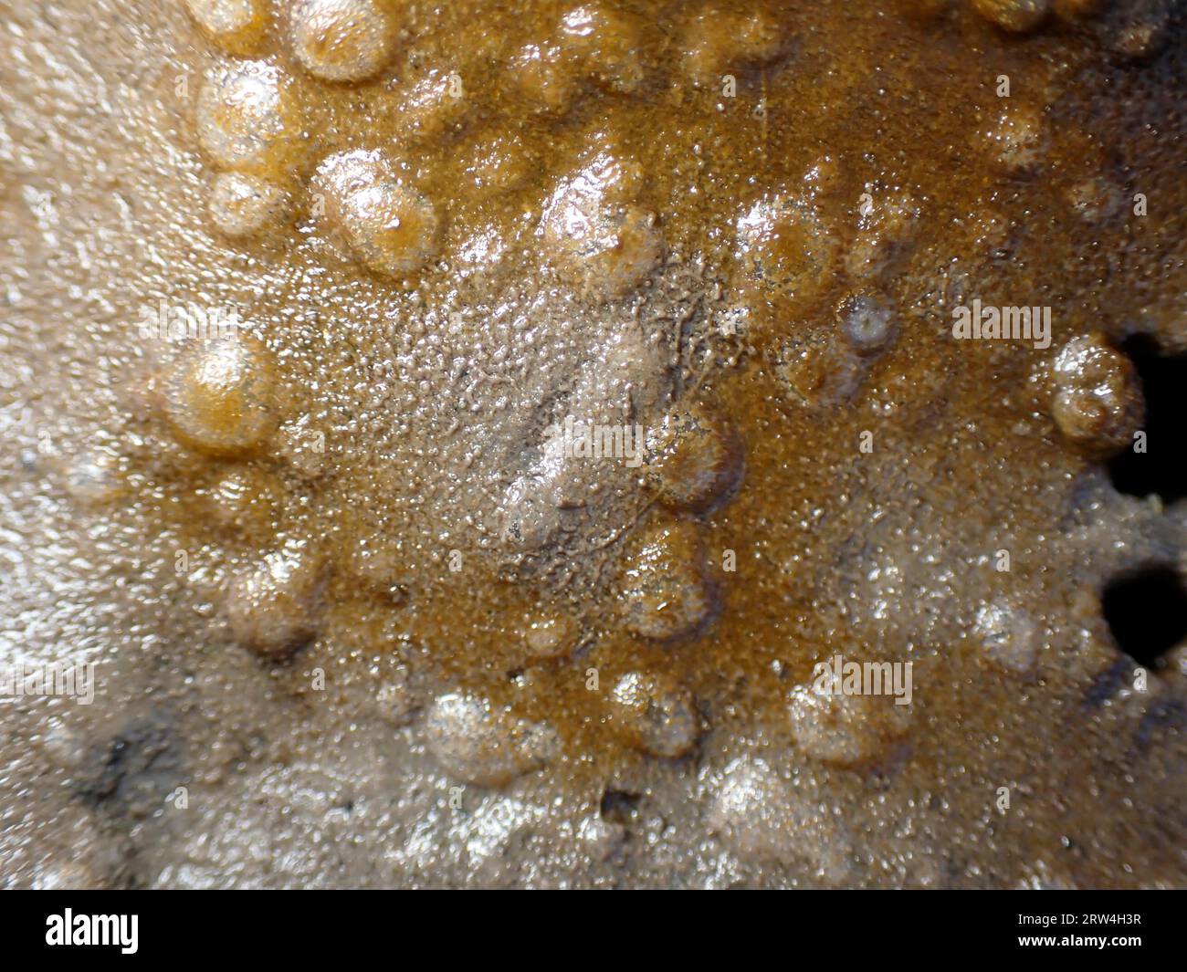 Diatoms (Bacillariophyta), bottom microalgae, Wadden Sea, National Park, UNESCO World Heritage Site, Suederdeich, Vollerwiek, Toenning, North Stock Photo