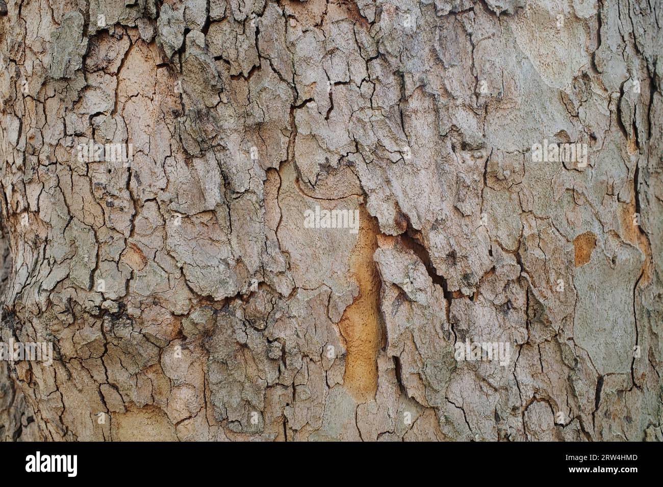 Tree bark as background, Abstract structure, North Rhine-Westphalia, Germany Stock Photo
