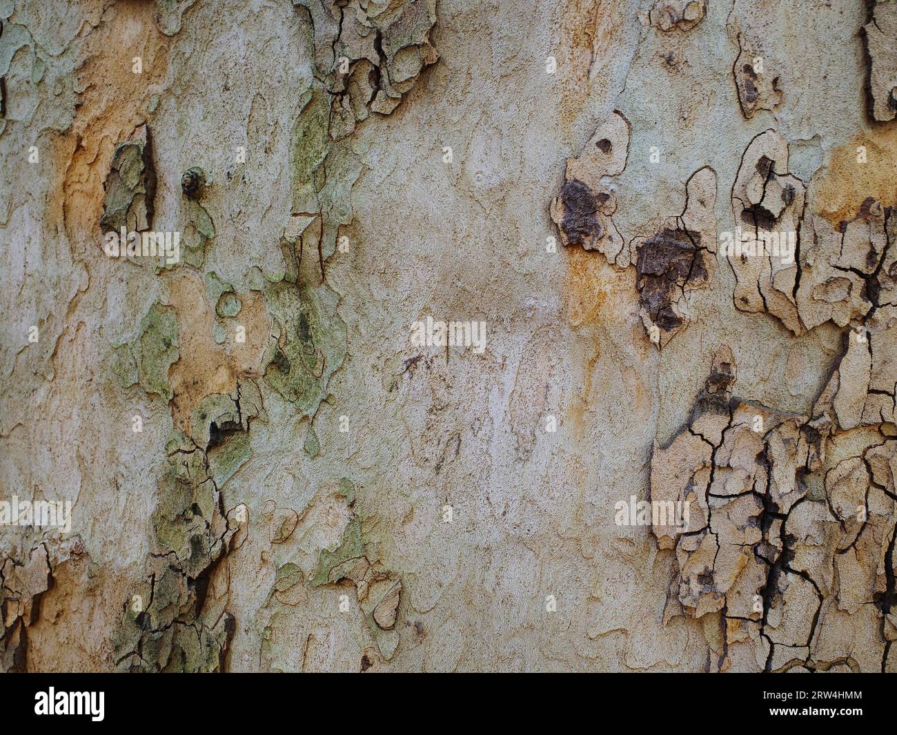 Tree bark as background, Abstract structure, North Rhine-Westphalia, Germany Stock Photo