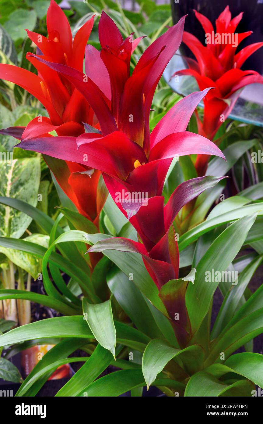 Bromeliads (Bromeliaceae), also called pineapple family, in a garden centre, Allgaeu, Bavaria, Germany Stock Photo