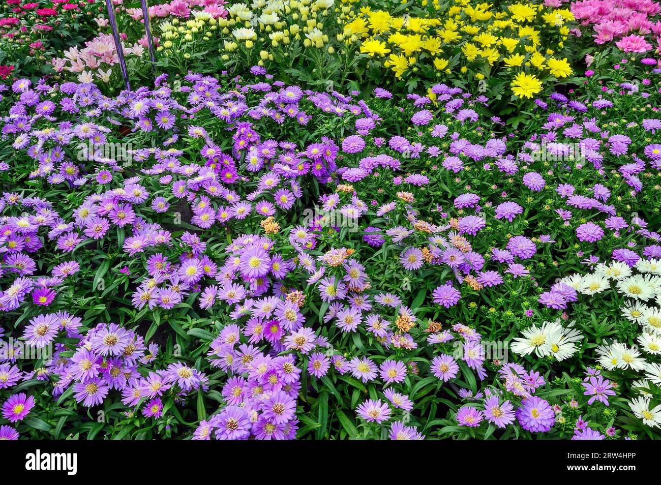 New Belgian (Symphyotrichum novi-belgii) asters, or smooth-leaved asters, in a garden centre, Allgaeu, Bavaria, Germany Stock Photo