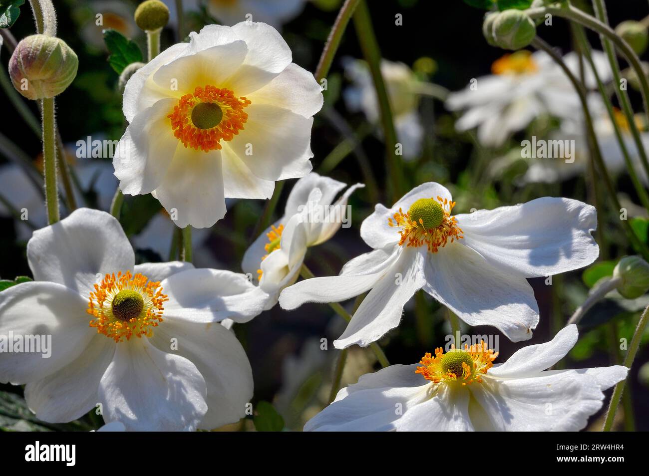 Flowers and buds of the Japanese anemone hupehensis (Anemone hupehensis var. japonica), Allgaeu, Bavaria, Germany Stock Photo