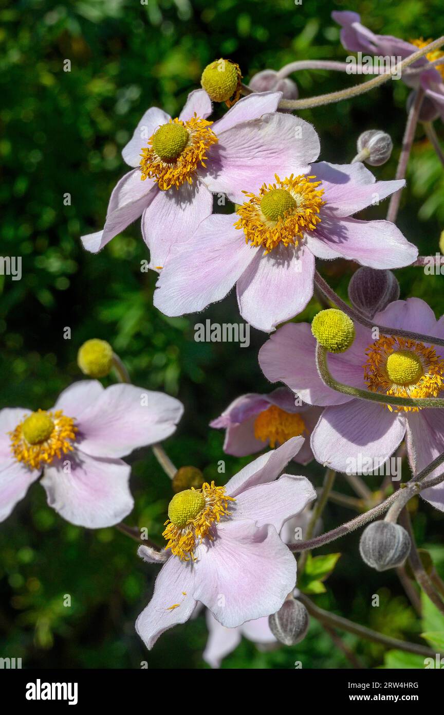 Flowers and buds of the Japanese anemone hupehensis (Anemone hupehensis var. japonica), Allgaeu, Bavaria, Germany Stock Photo