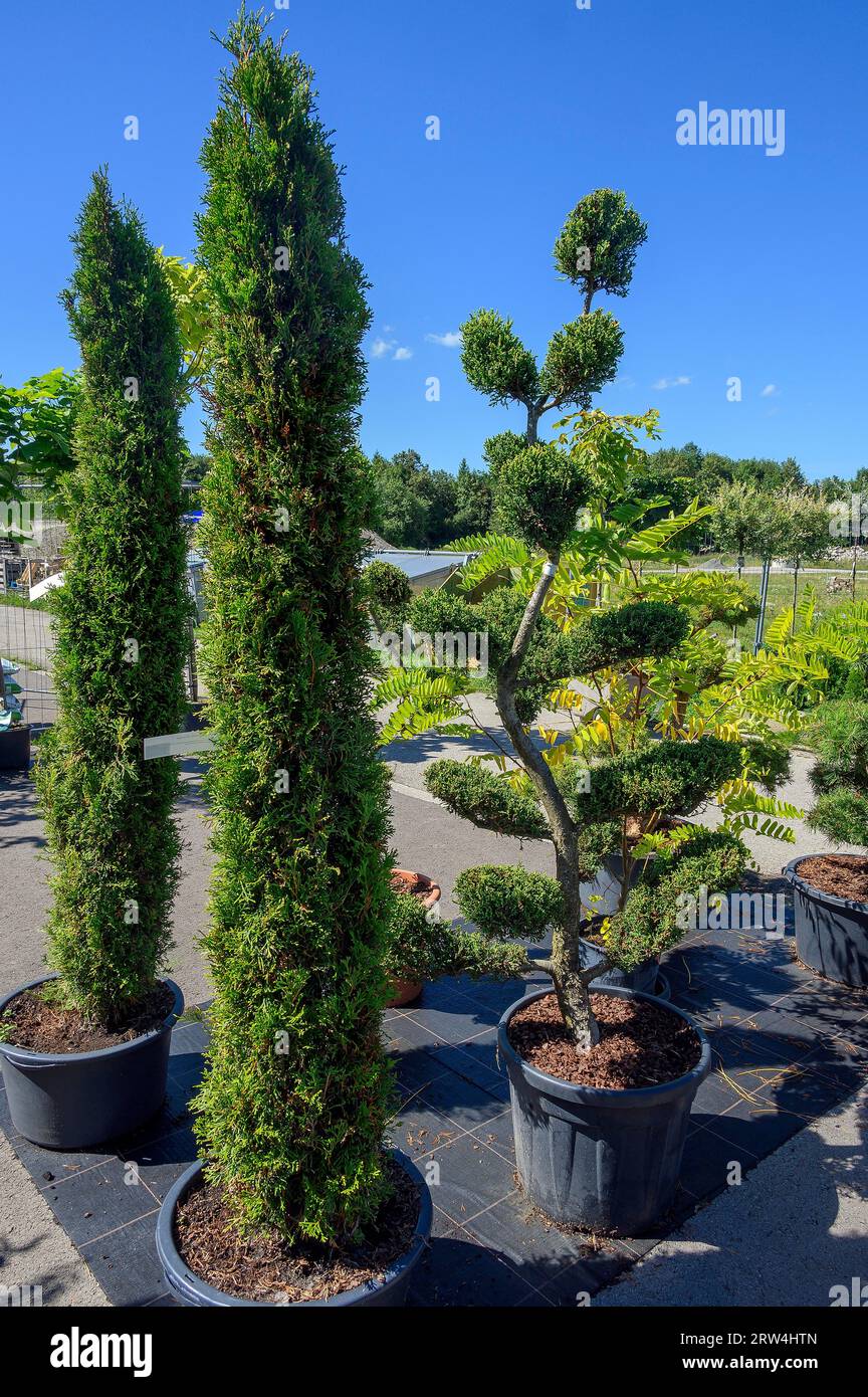 Arborvitaes (Thuja) or thuja and fruiting cup yew (Taxus media), in a garden centre, Allgaeu, Bavaria, Germany Stock Photo