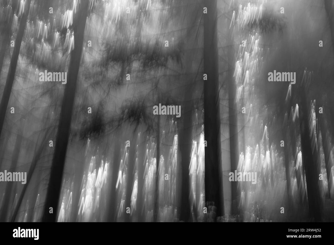 Enchanted forest Black and White Stock Photos & Images - Alamy