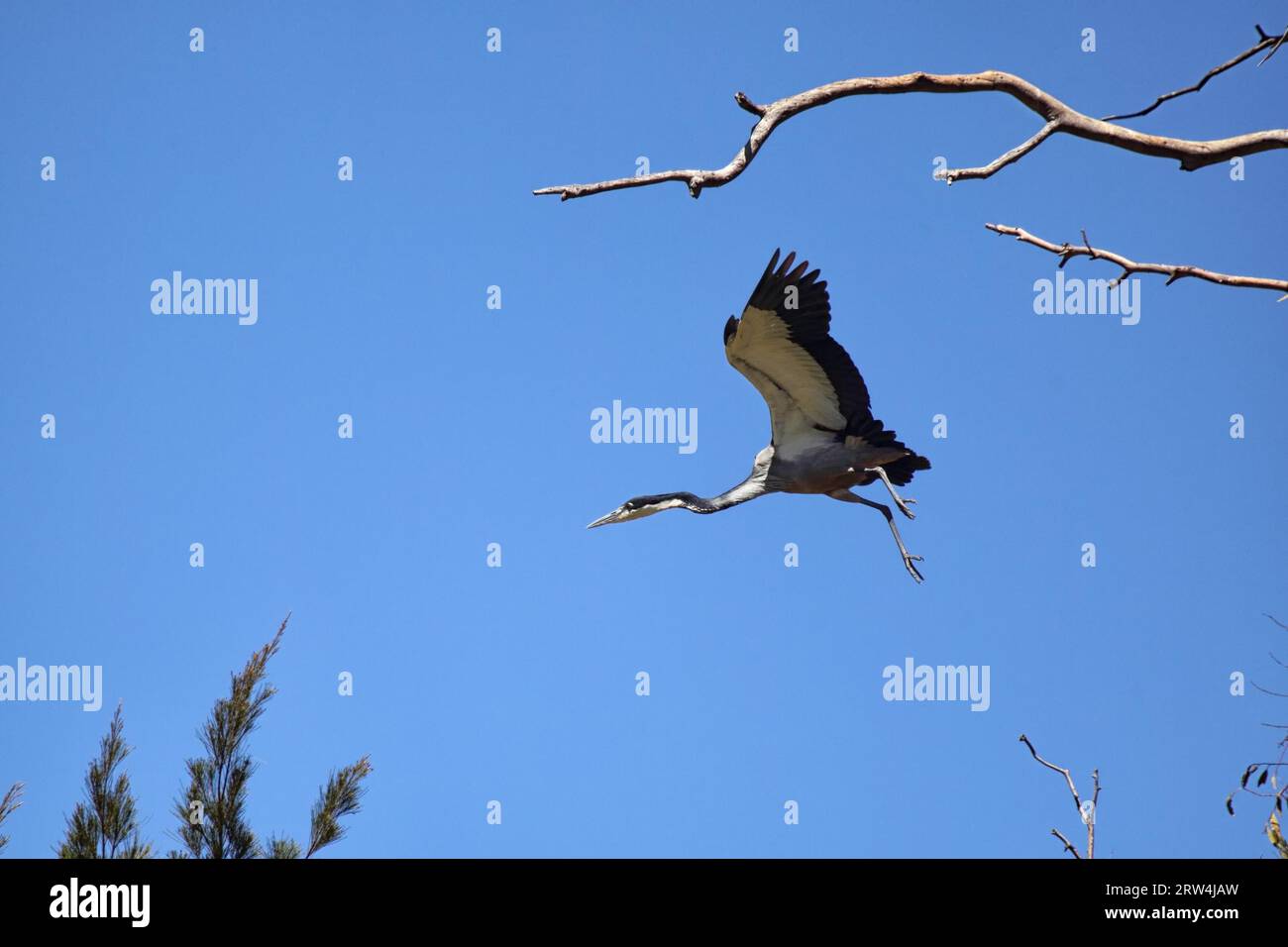 Black-headed heron (Ardea melanocephala) in flight in South Africa Stock Photo