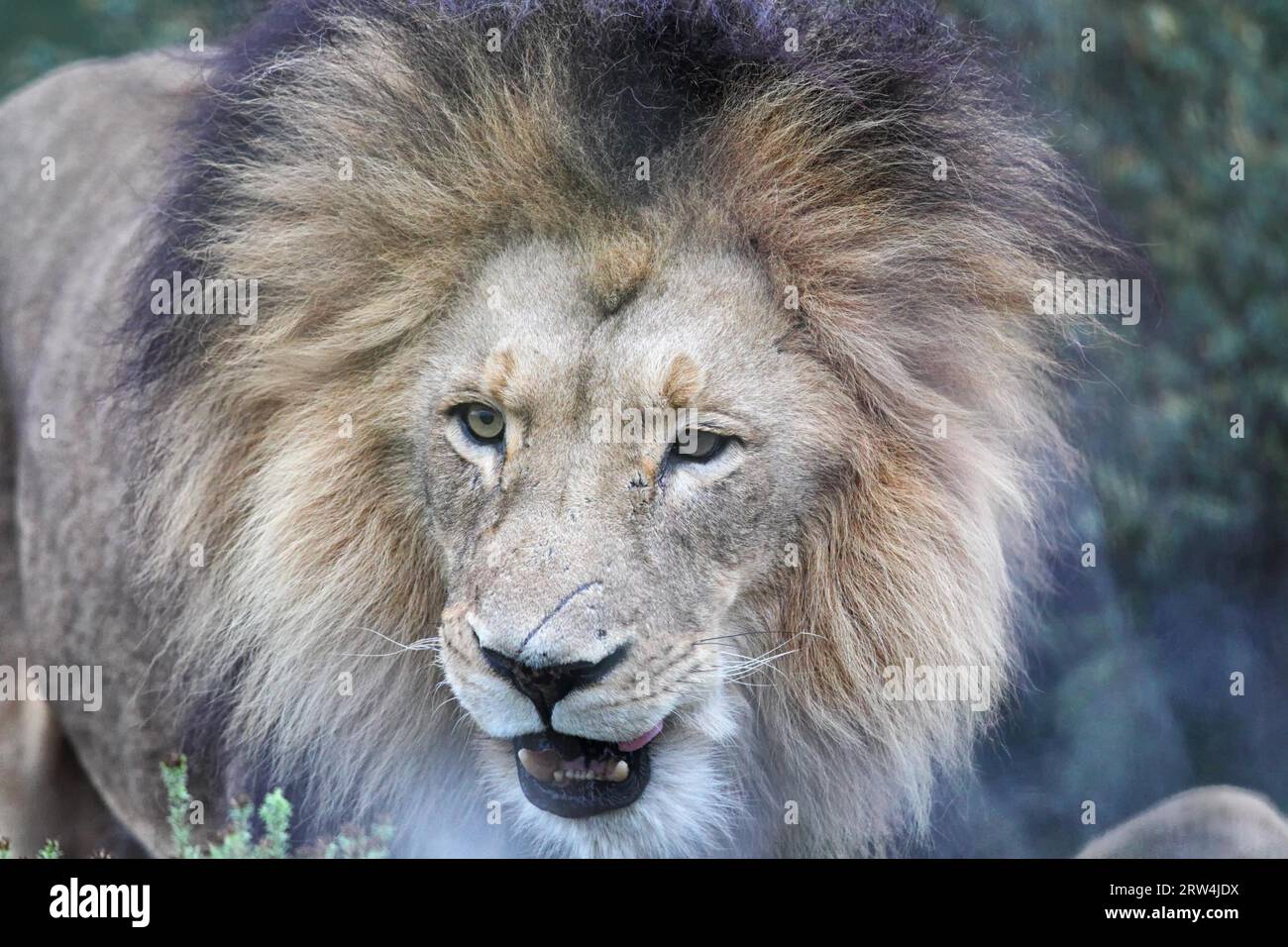 Portrait of a black mane lion hi-res stock photography and images - Alamy