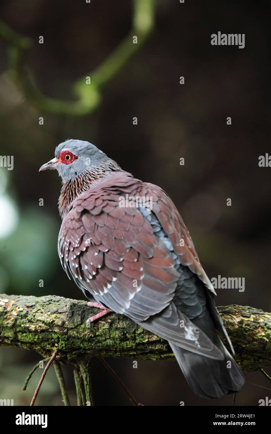 Speckled pigeon (Columba guinea) sitting on a branch Stock Photo