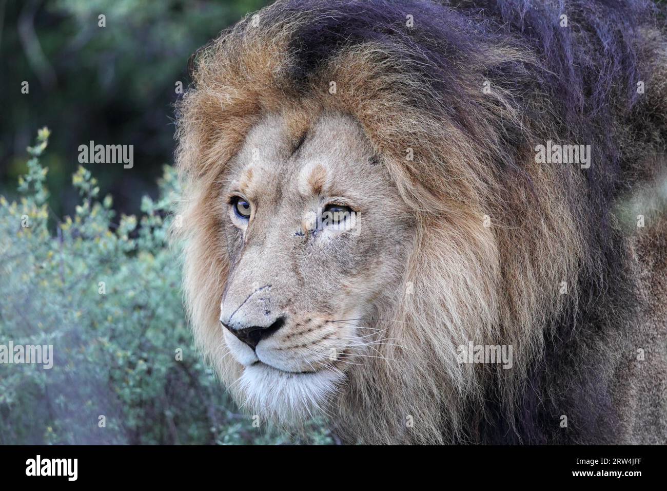 Portrait of a black mane lion hi-res stock photography and images - Alamy