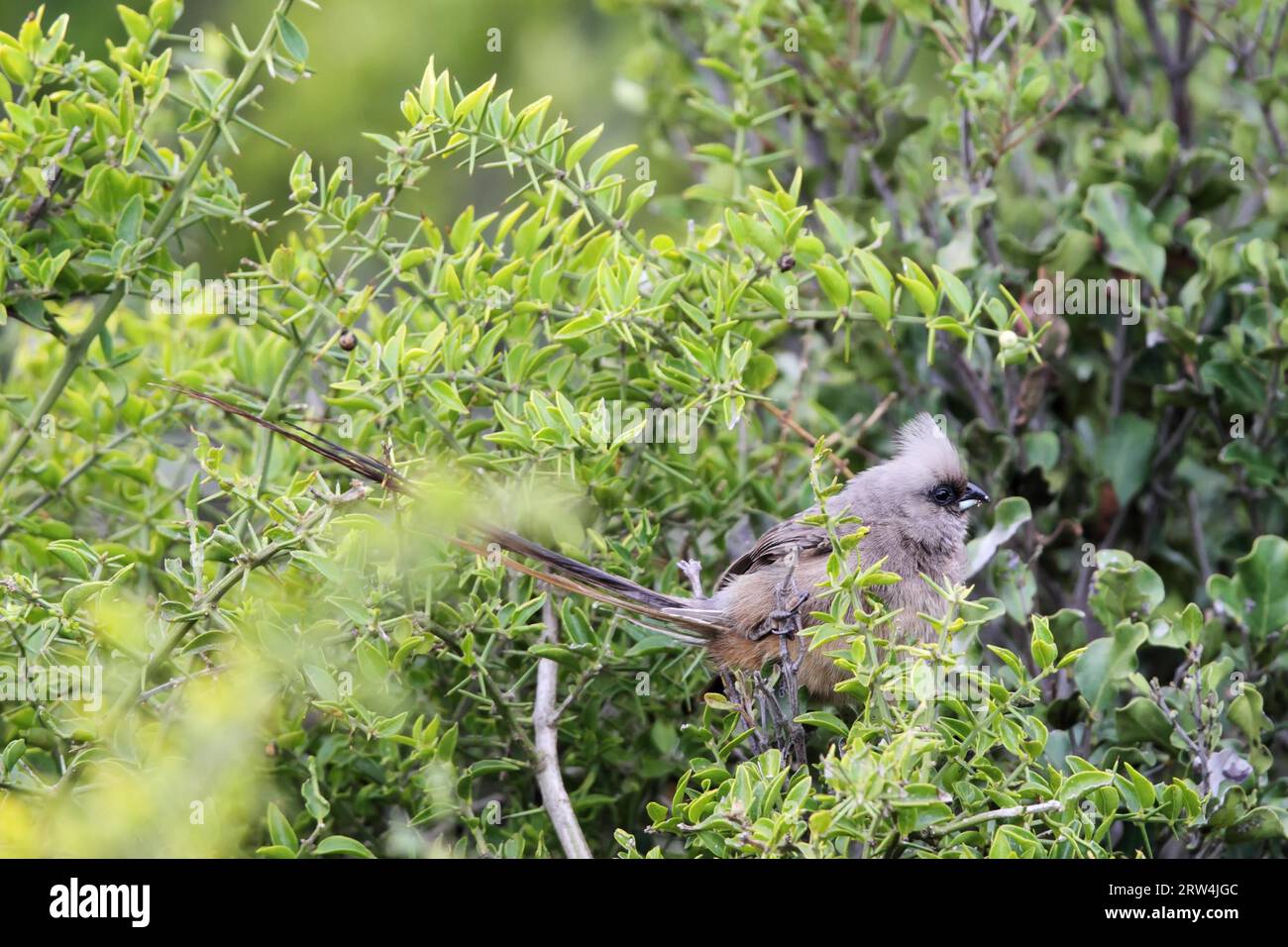 Speckled mousebird (Colius striatus) sitting in a bush in Amakhala Game Reserve, Eastern Cape, South Africa. Spotted Mousebird sitting in a bush in Stock Photo