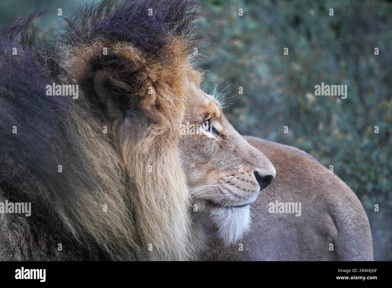Portrait of a black mane lion hi-res stock photography and images - Alamy