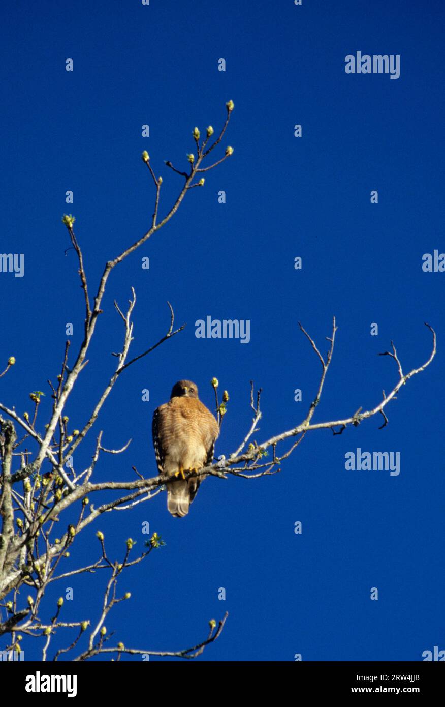 Roosting red-shouldered hawk at Silver Lake, Withlacoochee State Forest, Florida Stock Photo