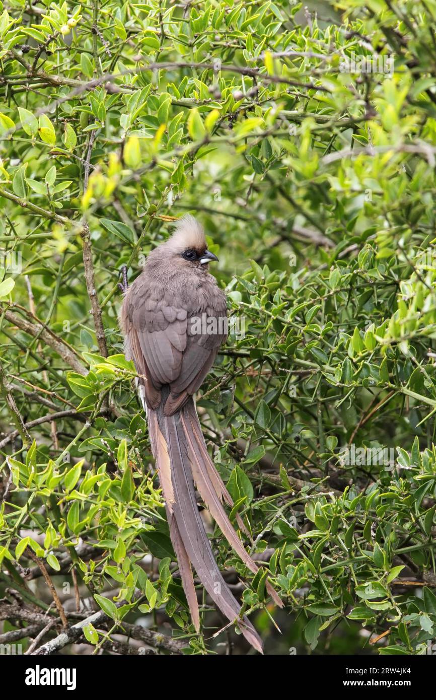 Speckled mousebird (Colius striatus) in a bush in Amakhala Game Reserve, Eastern Cape, South Africa. Spotted Mousebird in a bush in the Amakhala Game Stock Photo
