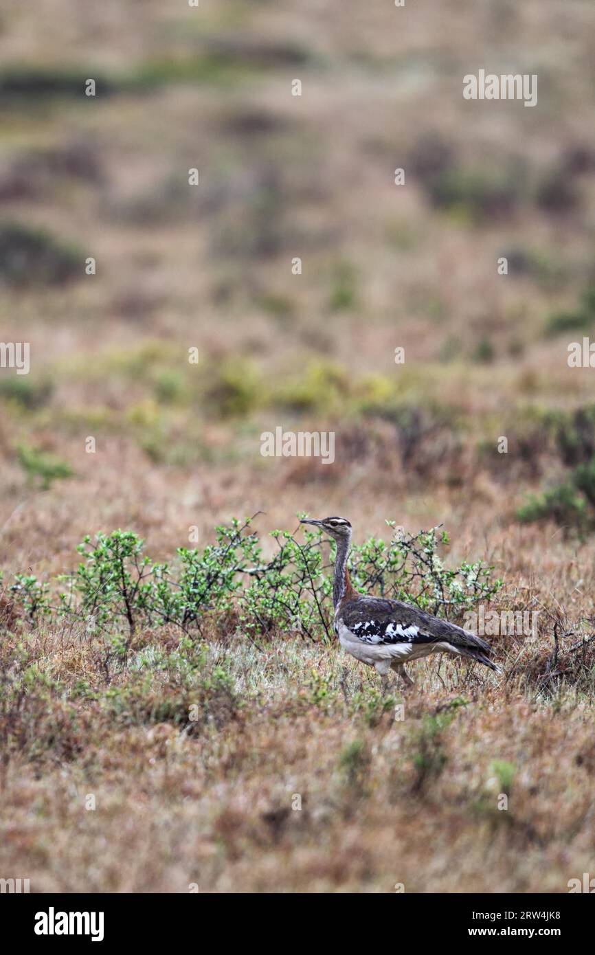Stanley bustard (Neotis denhami) in Amakhala Game Reserve, Eastern Cape, South Africa Stock Photo