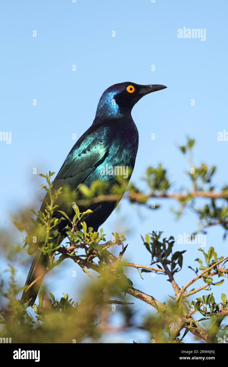 Black-bellied Glossy Starling (Lamprotornis corruscus) sitting on a bush in Amakhala Game Reserve, Eastern Cape, South Africa. Black-bellied Glossy Stock Photo