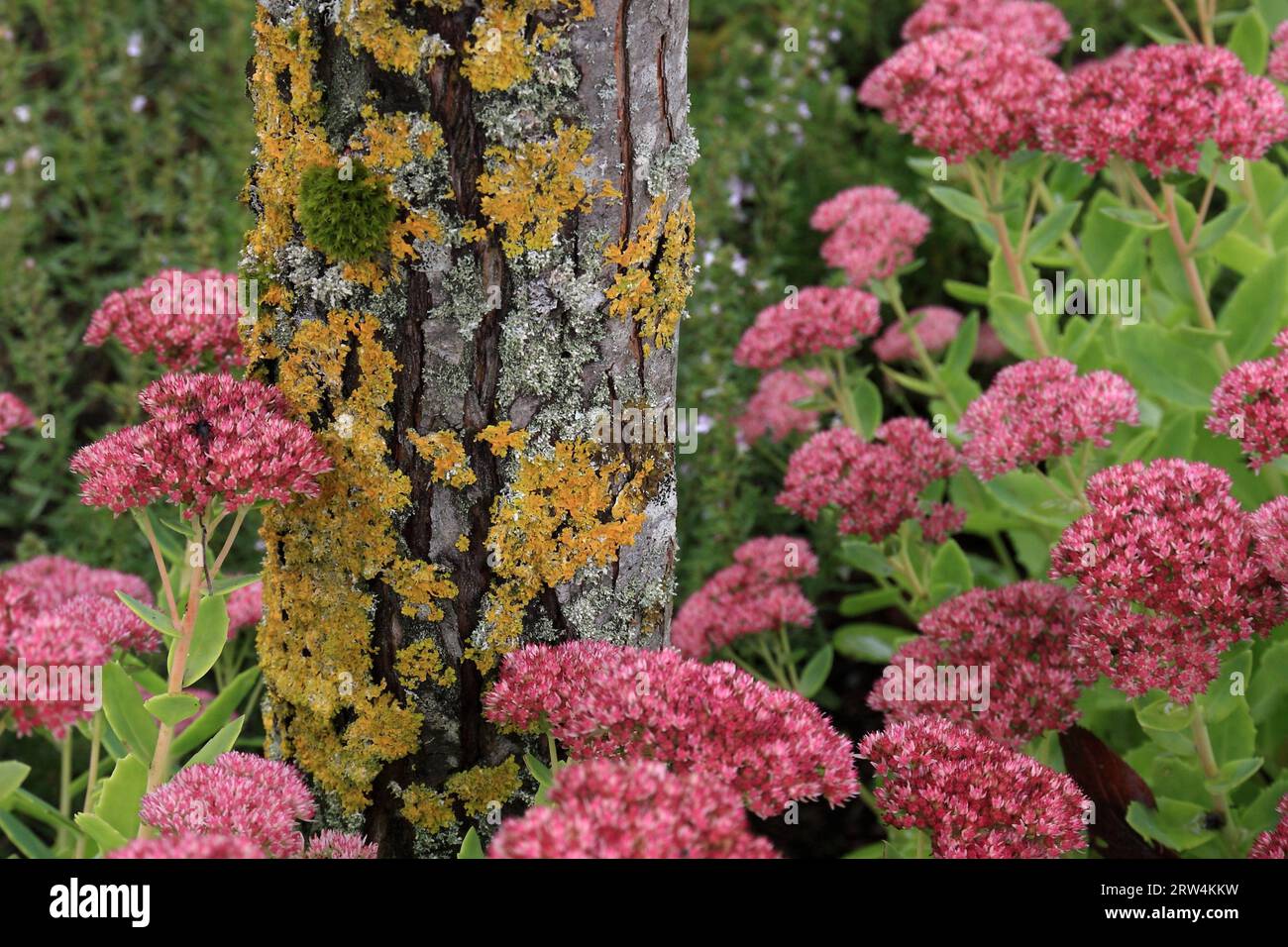 Tree trunk with yellow lichens, in the foreground pink flowering stonecrops Stock Photo