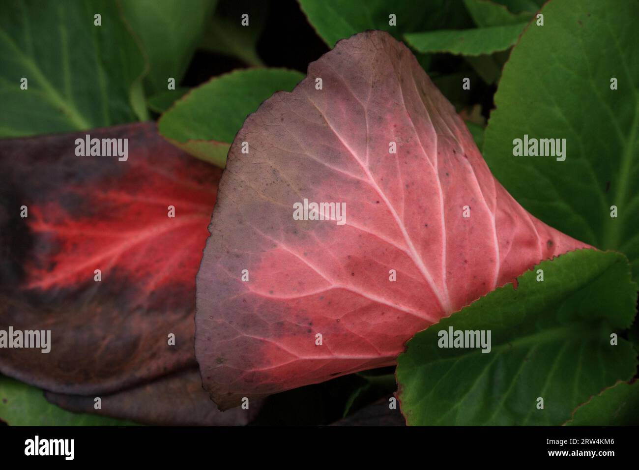 Red and green leaves of the (Bergenia) plant, taken full-frame Stock Photo