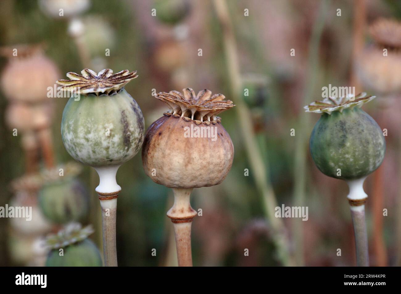 Opium poppy capsule fruits, photographed with depth of field Stock Photo -  Alamy