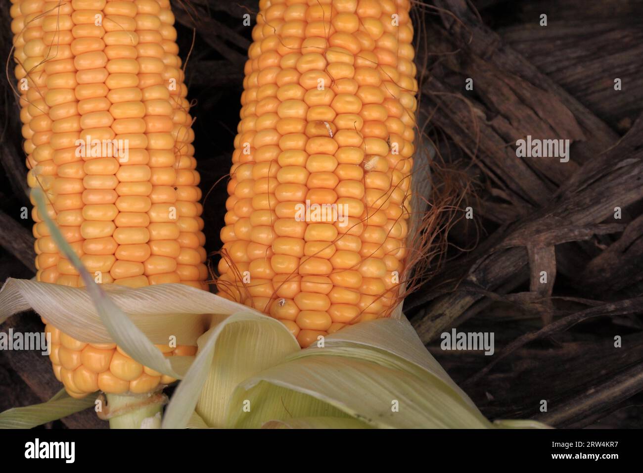 Two corn cobs on corn straw, taken with depth of field, detail Stock