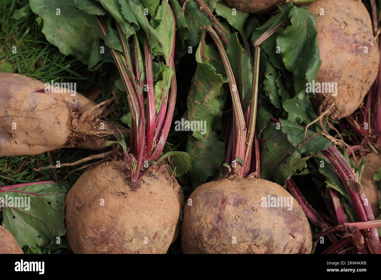 Red beetroot with green, full-frame shot Stock Photo