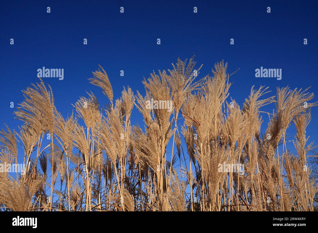 Exotic grasses, Chinese reed Silver feather against a blue sky Stock Photo
