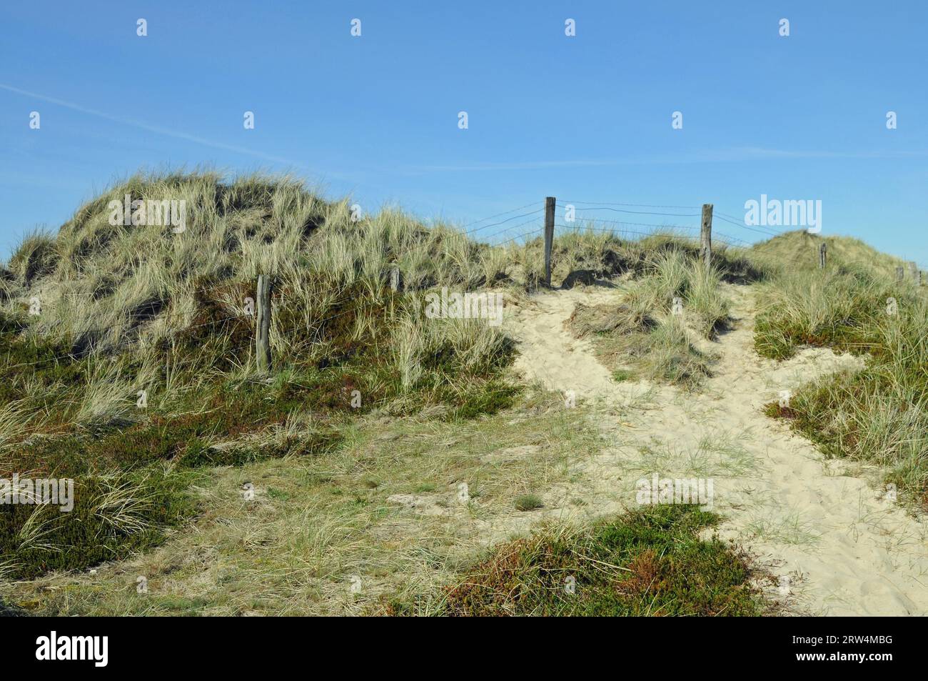 Nature conservation in the dunes Stock Photo Alamy