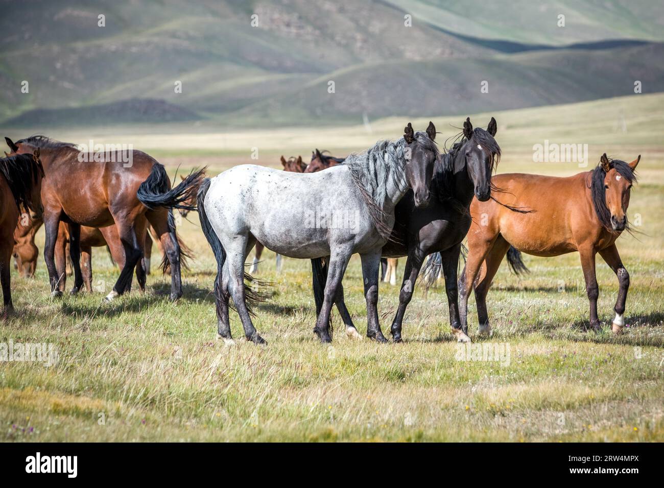 Group of horses on pasturage looking at camera Stock Photo - Alamy