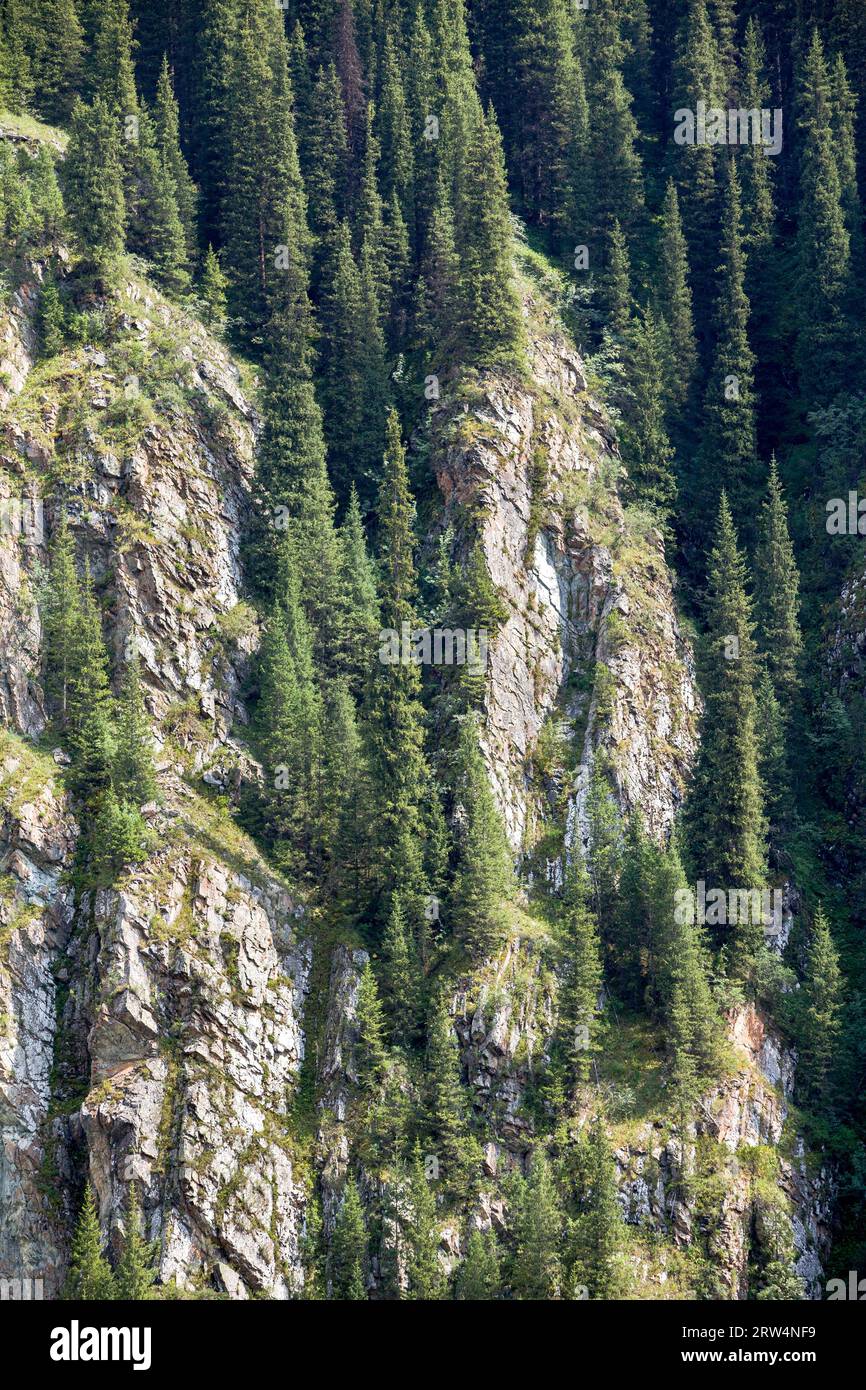 Fir trees on cliff rock. Kyrgyzstan Stock Photo