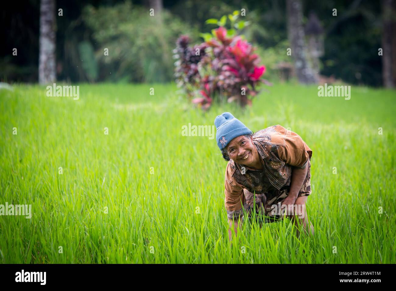 A rice farmer works the crops of rice fields on a hot sunny afternoon ...