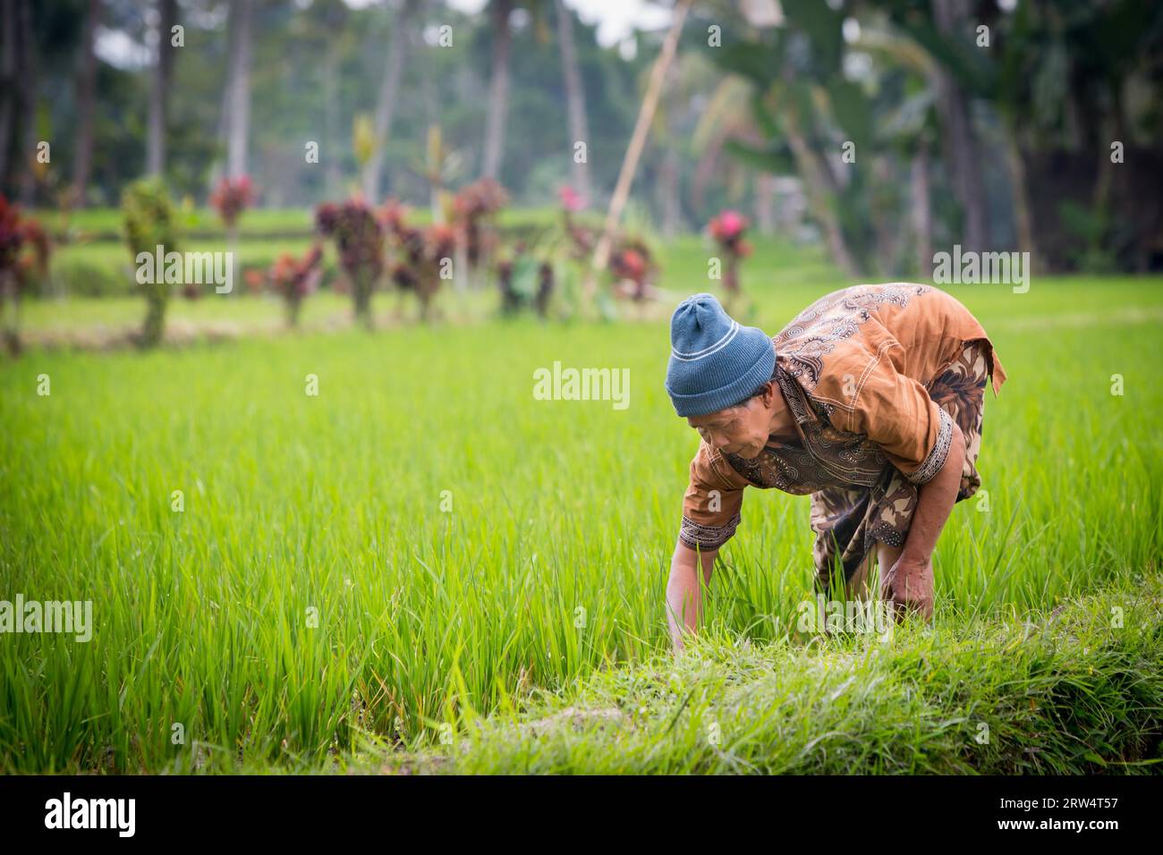 A rice farmer works the crops of rice fields on a hot sunny afternoon ...