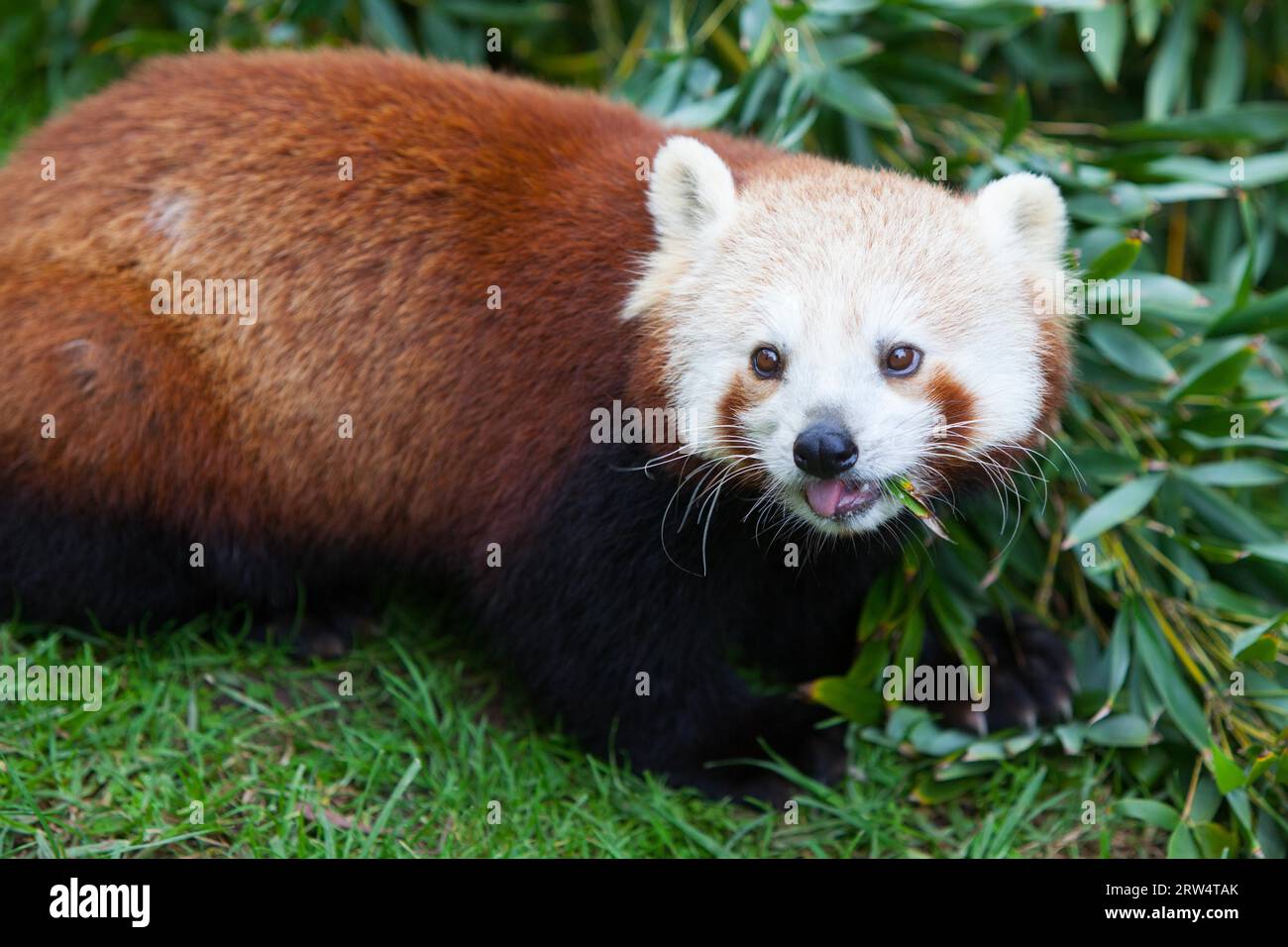 A red panda eats a green leaf Stock Photo - Alamy