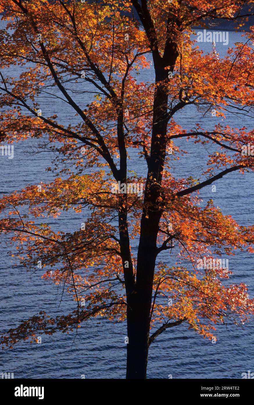 Quabbin Reservoir-sugar maple, Quabbin Park, Massachusetts Stock Photo