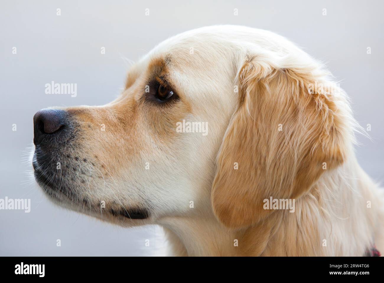 A labrador dog looks away towards its owner Stock Photo