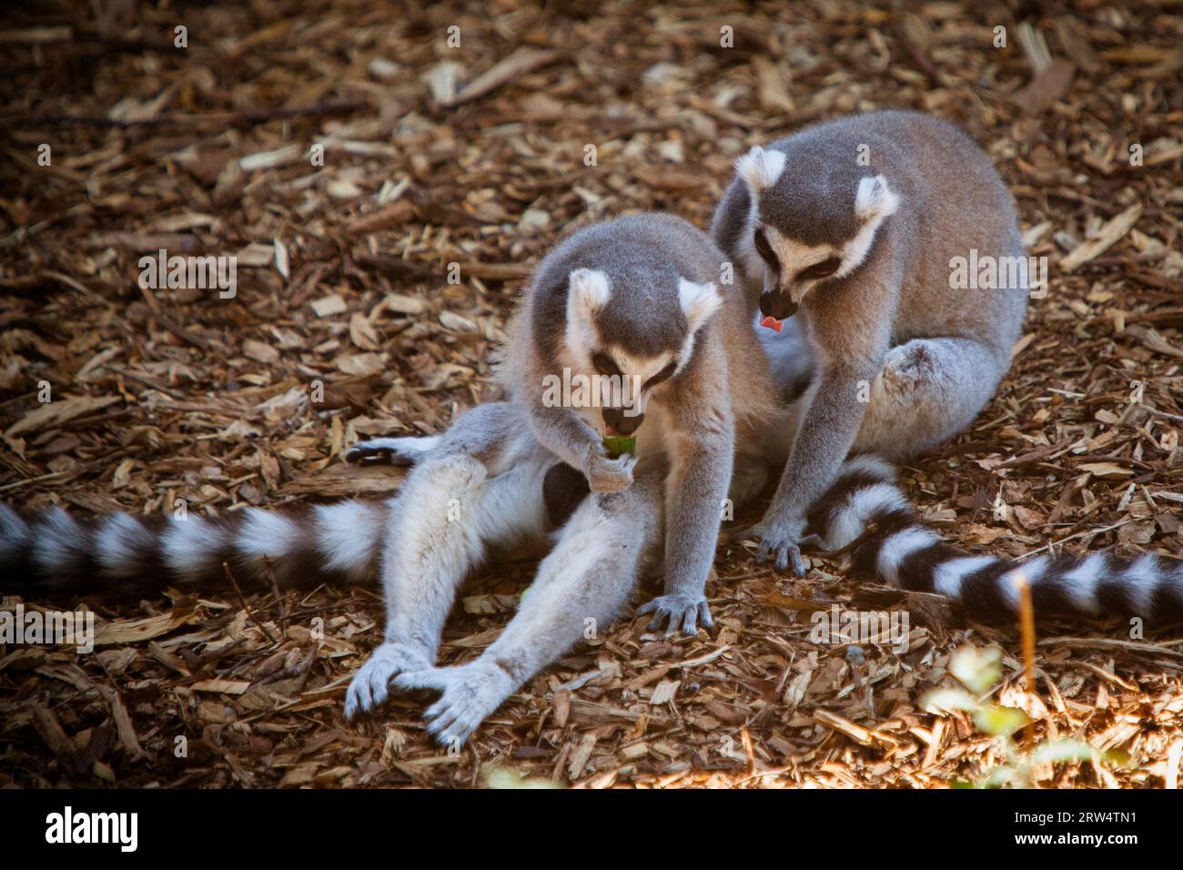 Ring-tailed lemurs sit on the ground eating Stock Photo