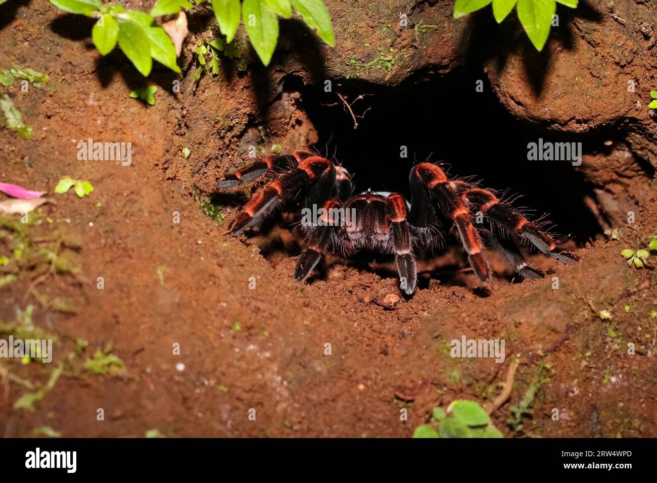 A red-knee tarantula in front of her cave in the Costa Rican jungle, Redknee tarantula at the entrance of her cave Stock Photo