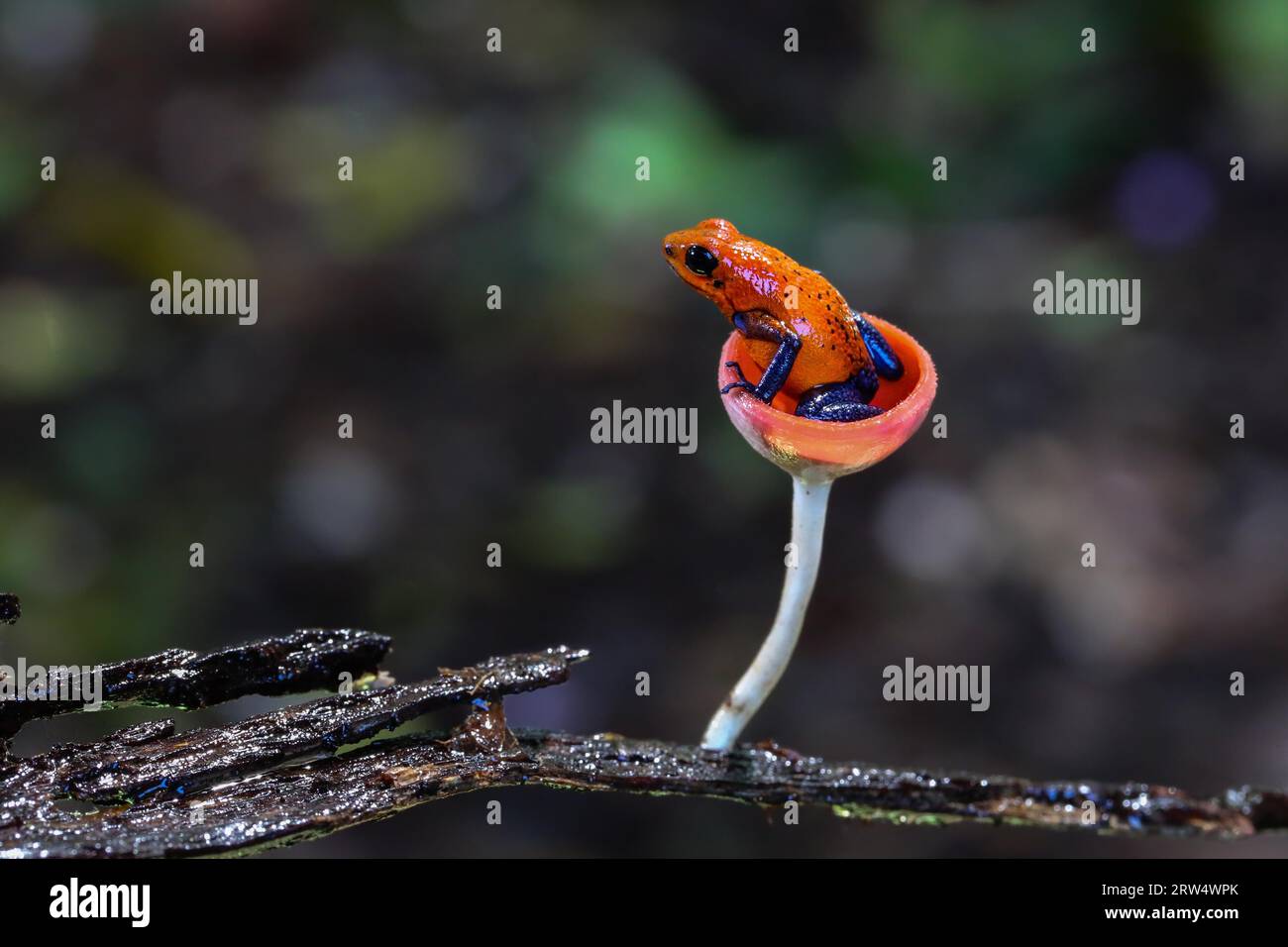 Blue jeans dart frog in Costa Rica sitting in a fungi cap Stock Photo