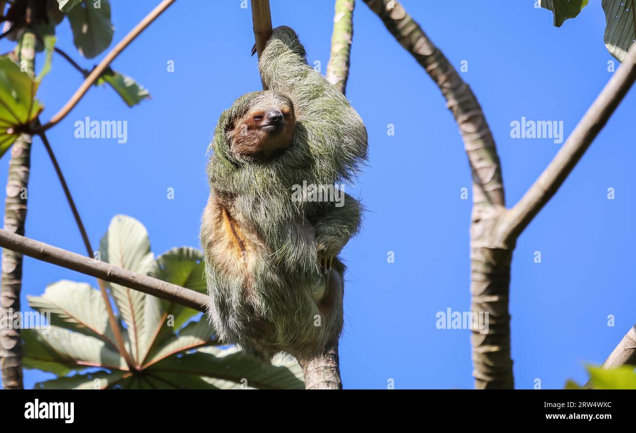 Three Toed Sloth hanging in a tree Stock Photo - Alamy