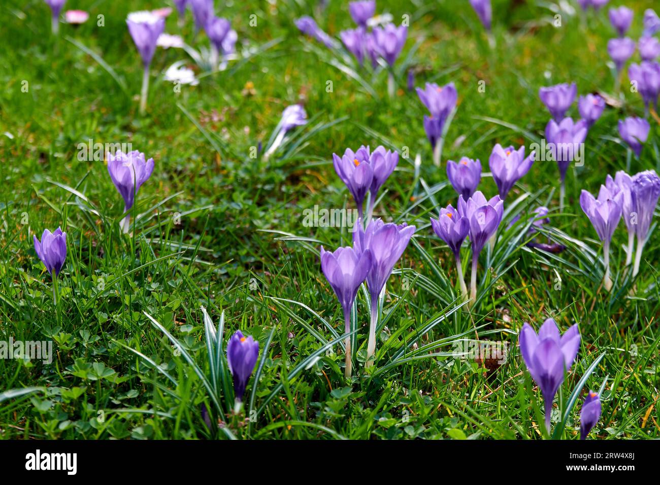 Crocus tricolor hi-res stock photography and images - Alamy