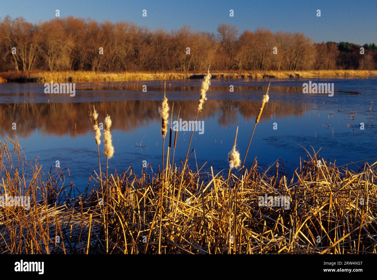 Cattail on Upper Pool along Dike Trail, Great Meadows National Wildlife Refuge, Massachusetts Stock Photo