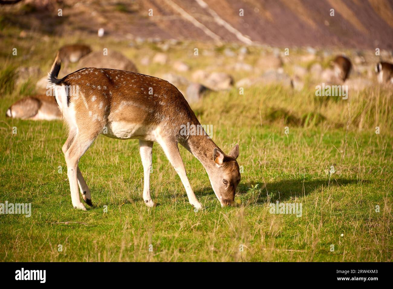 Knife and fork for dinner in group Stock Photo Alamy