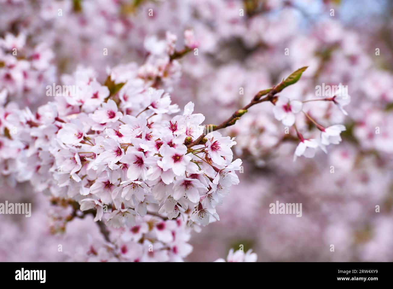 Cherry cultivation area hi-res stock photography and images - Alamy