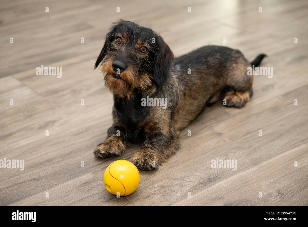 Rough-haired dachshund, male, 3 years, lying with ball, yellow, on parquet, head tilted, calls for play, Stuttgart, Baden-Wuerttemberg, Germany Stock Photo